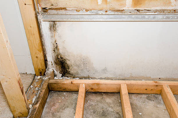 A professional mold inspector kneeling in front of a wet drywall section, carefully examining moisture damage