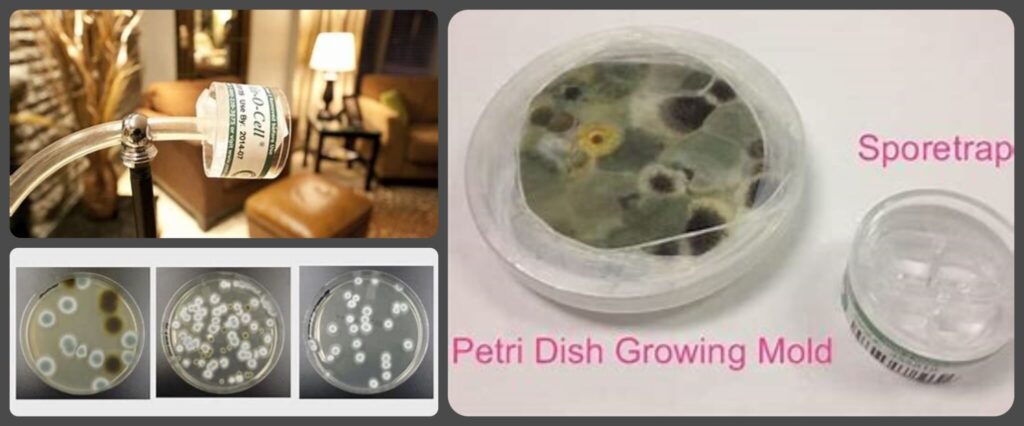 A side-by-side comparison of a DIY home mold test kit and a professional mold inspector using specialized equipment.