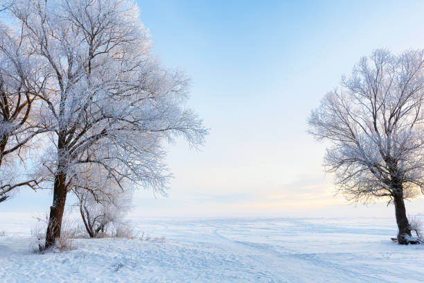 Snow-covered trees in a winter landscape