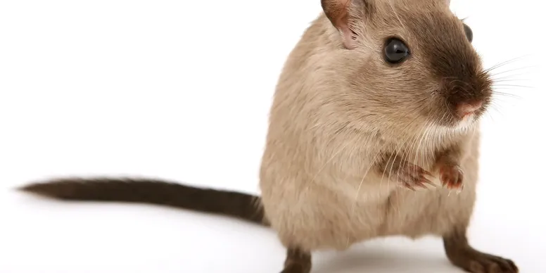 Evidence of rodent activity during Denver rental inspection